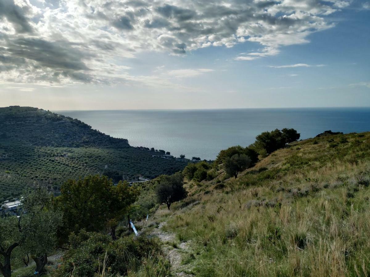 Terrabella